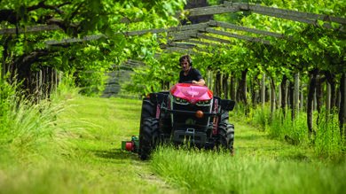 Massey Ferguson 3 Series tractor under vinyard trellis.